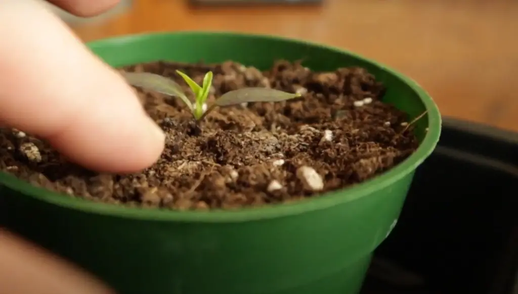How to Water Seeds and Seedlings
