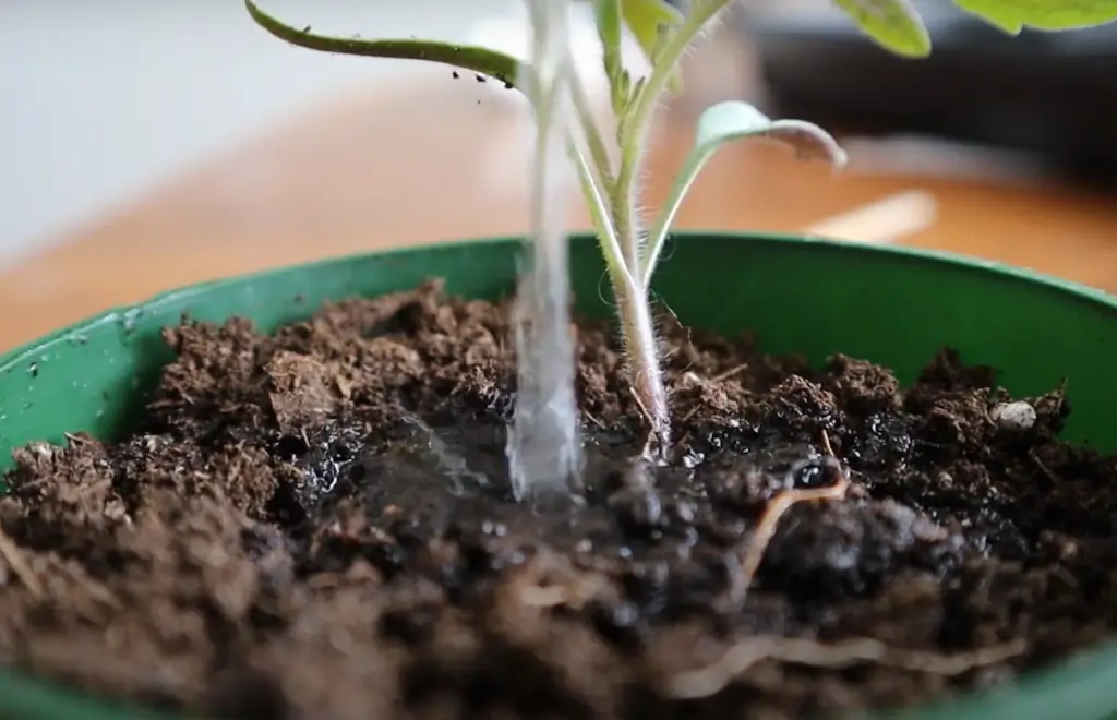 How Often to Water Seedlings