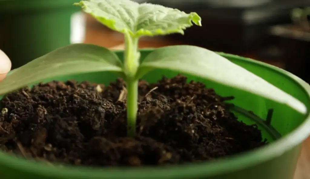What Should You Do Once Seedlings Sprout?
