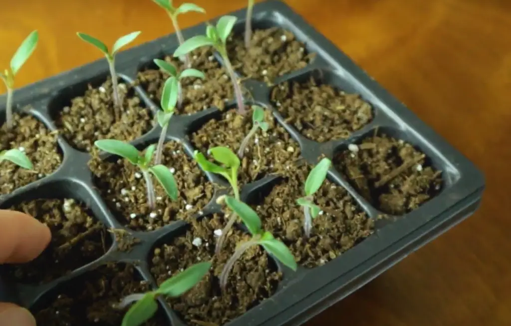 Safely Watering Seeds