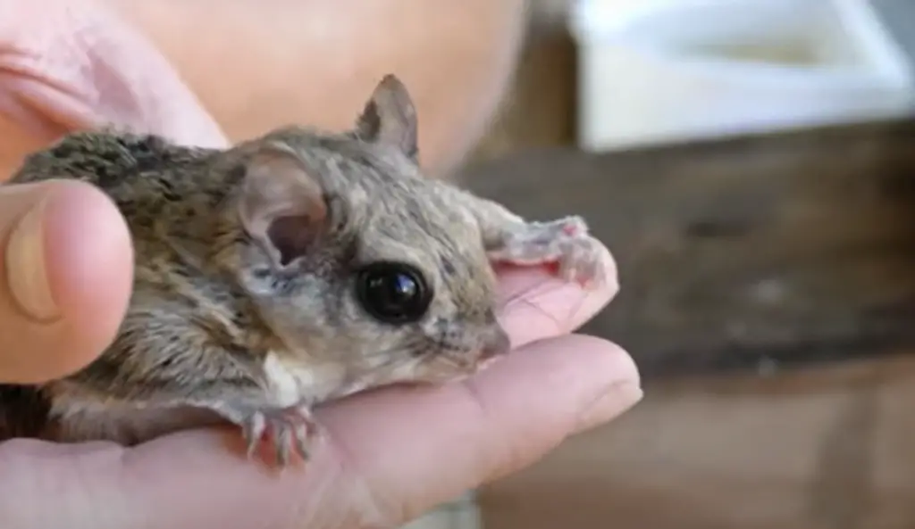 Natural History of the Flying Squirrel