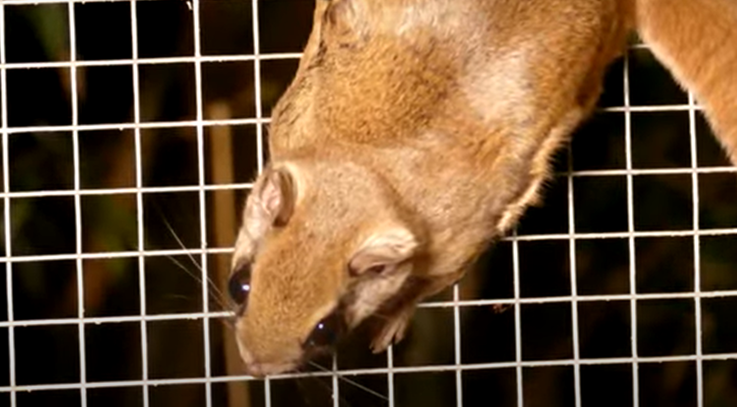 How to Attract Flying Squirrels to Your Backyard? GardenProfy