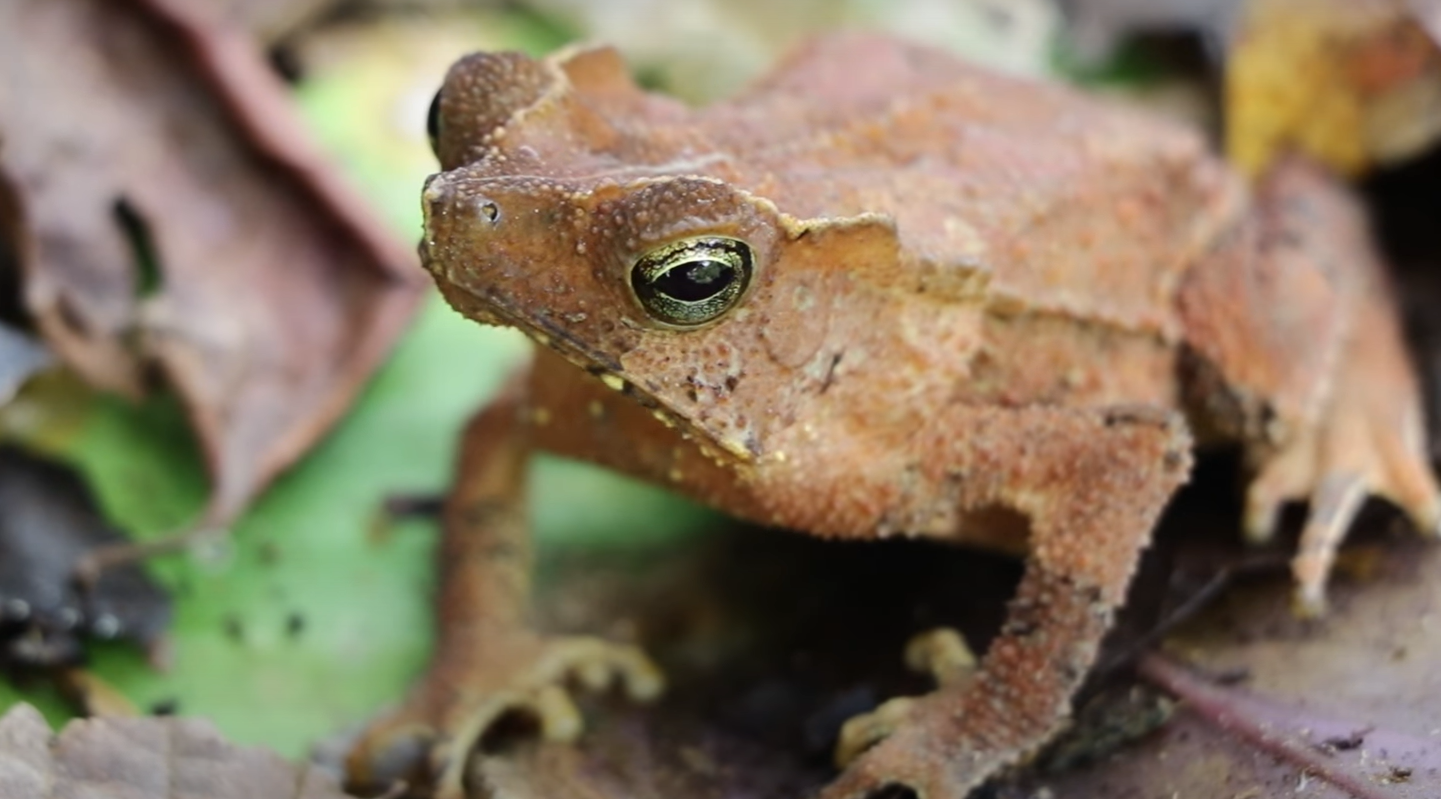 How to Attract Toads to Your Garden? - GardenProfy