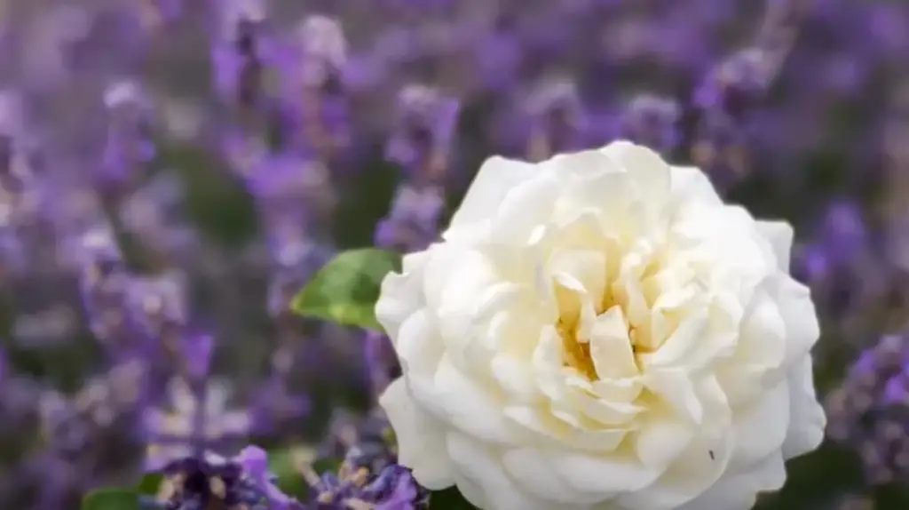 Create a Rose Garden in Different Types of Spaces