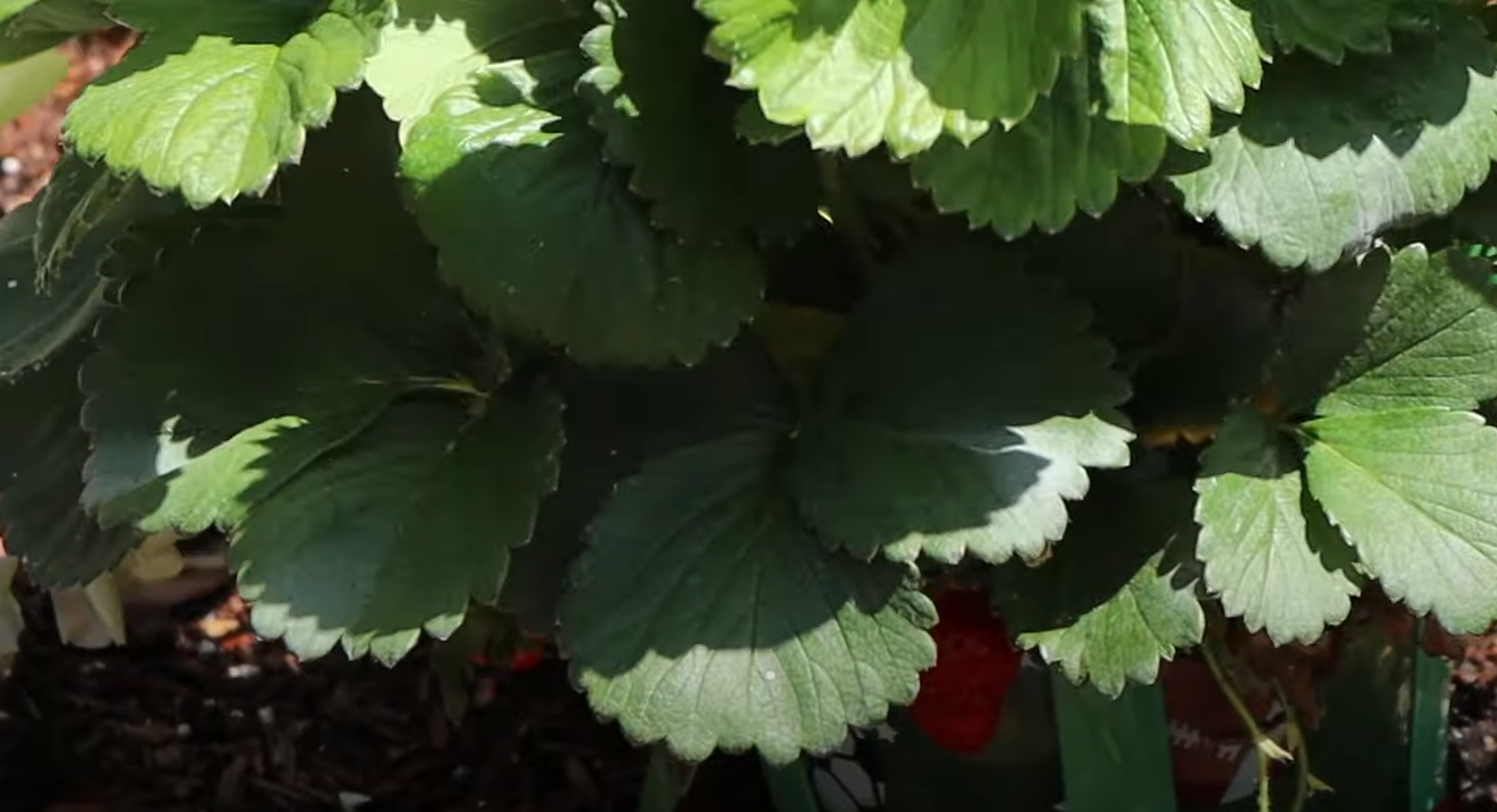What Animals Eat Strawberries in the Garden? GardenProfy