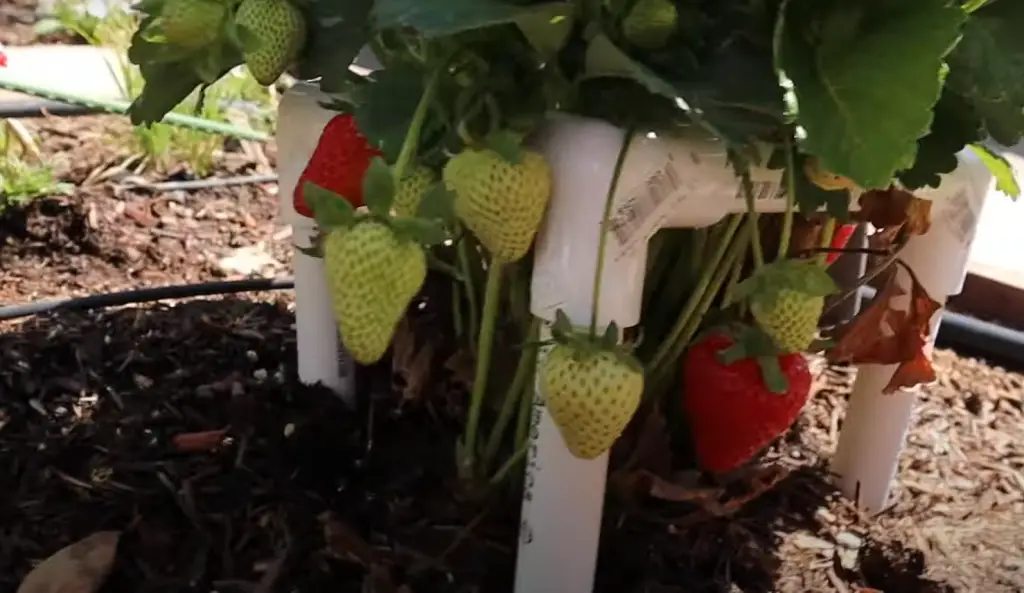 How Do You Tell What is Eating Your Strawberries?