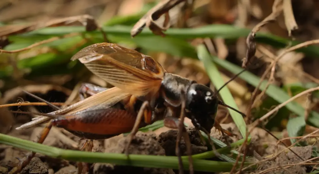 What Do Crickets Eat in the Garden?