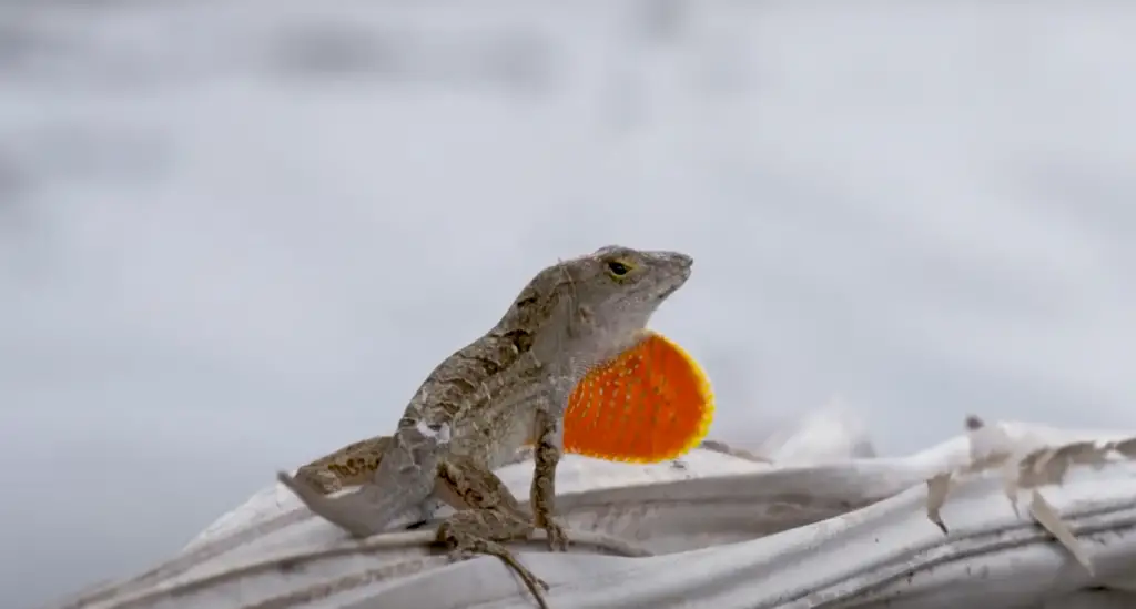 What Vegetables Do Lizards Eat?