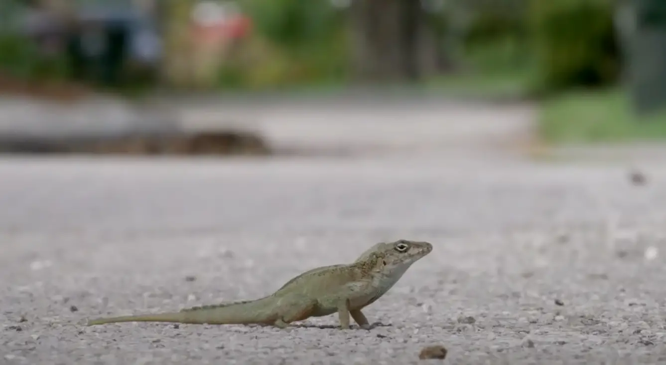 What Do Lizards Eat in the Garden? GardenProfy