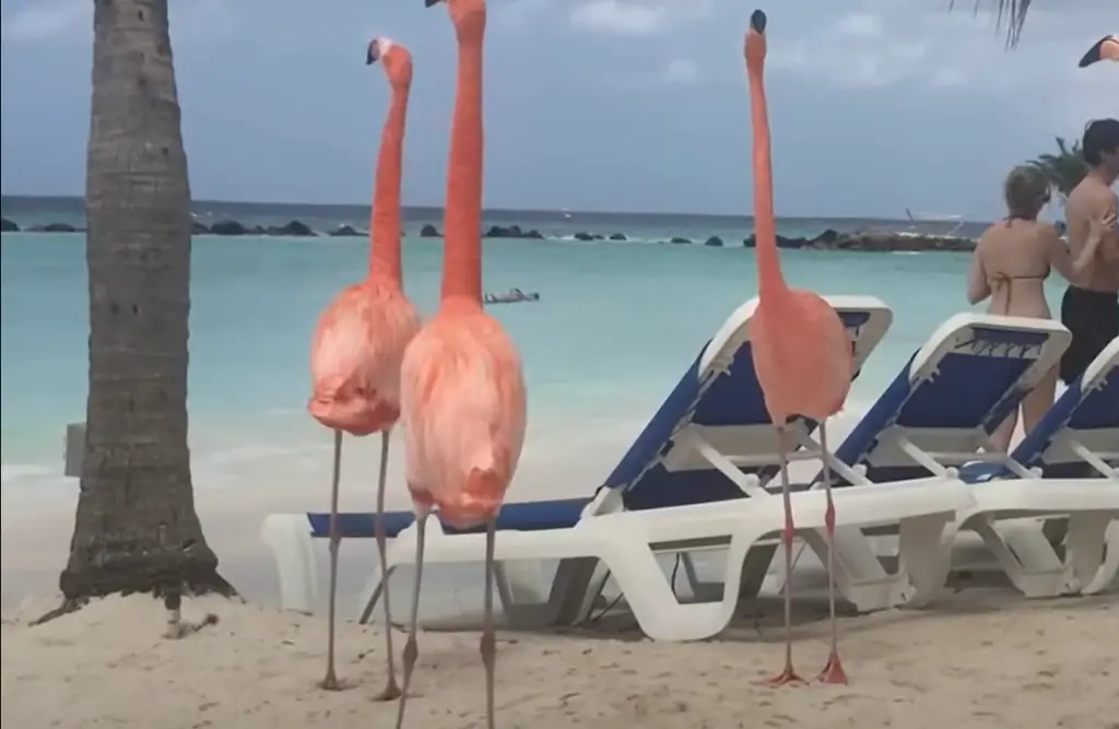 Flamingos In Your Yard