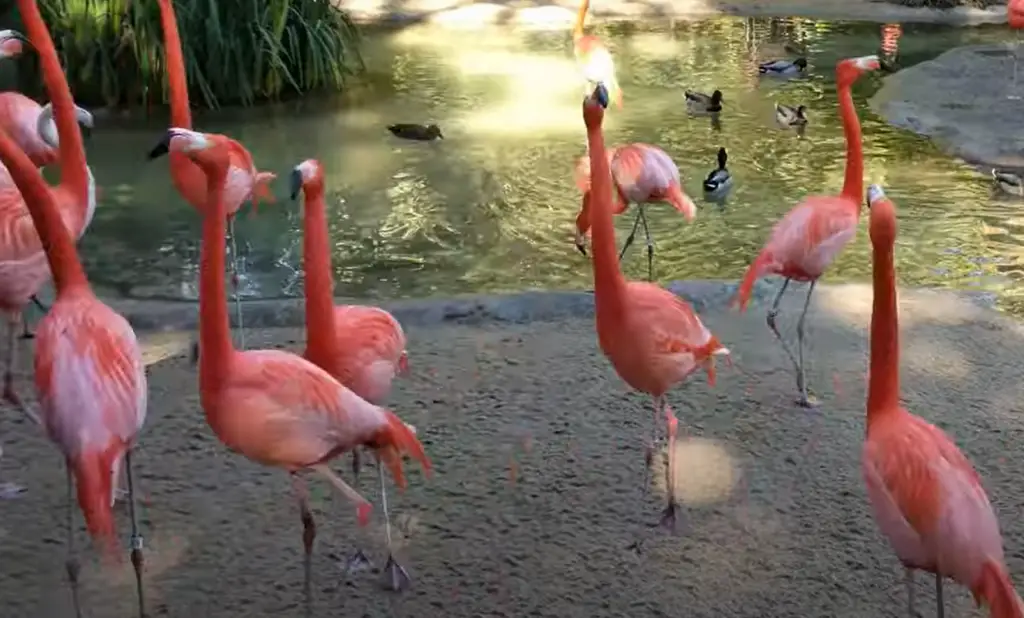 Are Lawn Flamingos Tacky?