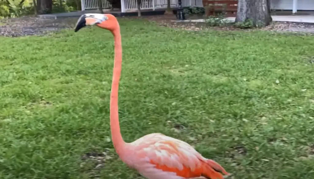 Why Are Lawn Flamingos Popular?