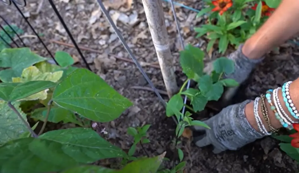 Other Veggies to Plant in August