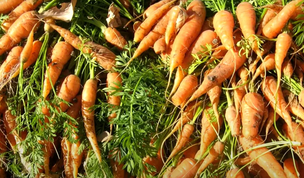 Carrots