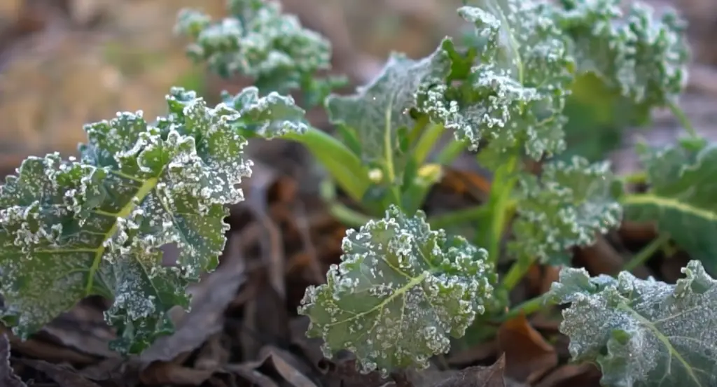 Is December a Good Month For Planting?