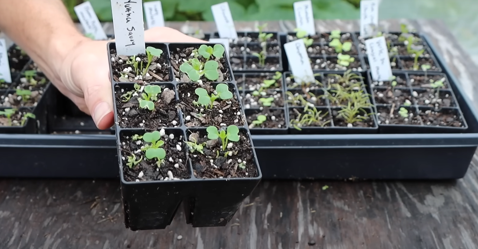 What to Plant in Garden in September? GardenProfy