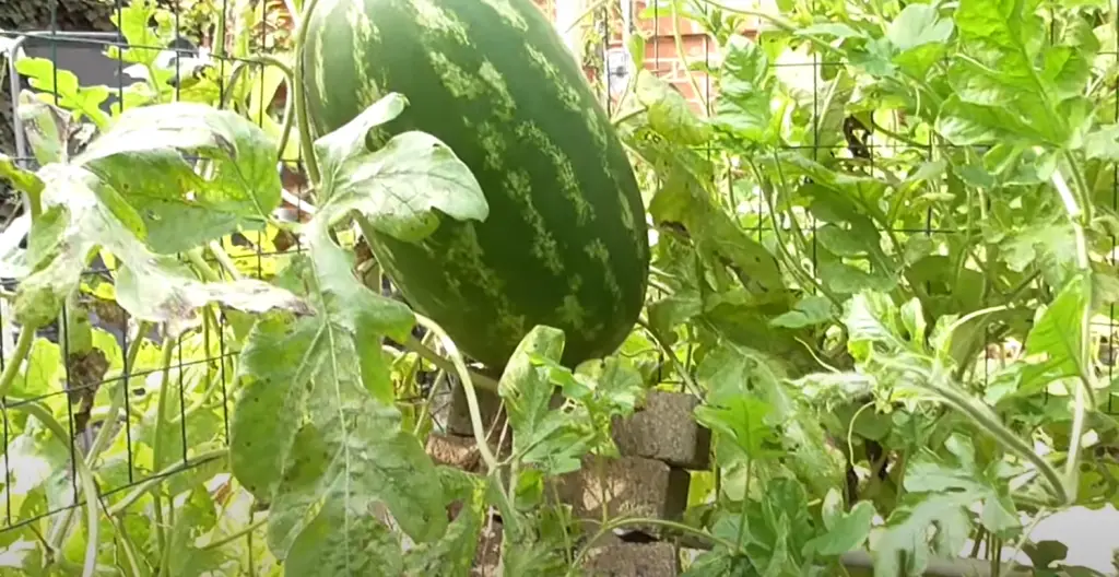 Can You Wait Too Long to Pick a Watermelon?