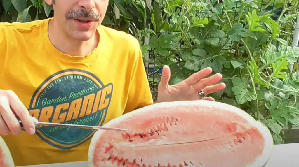 What’s the Best Way to Harvest Watermelon?
