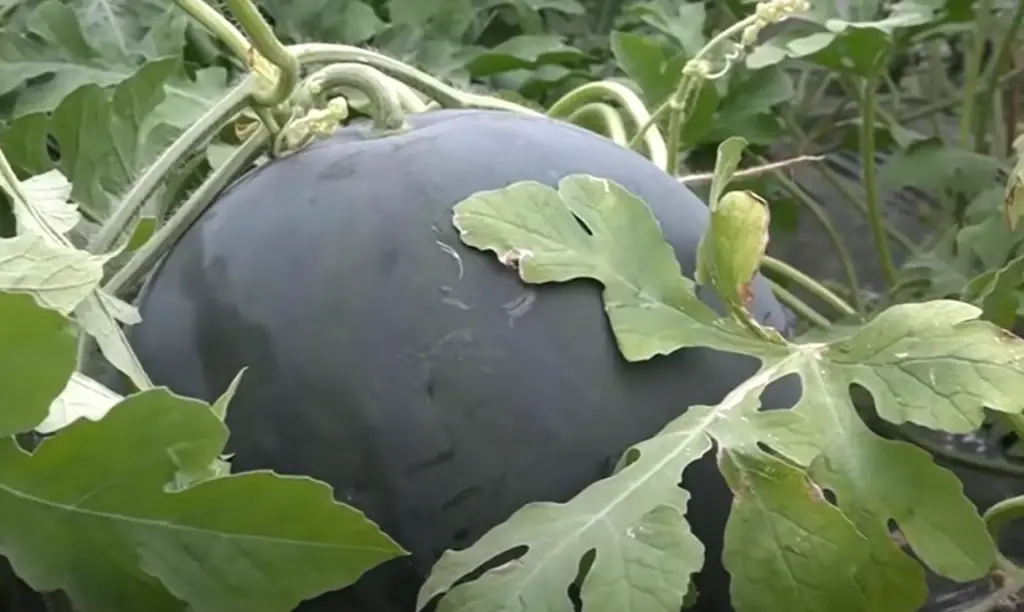 How to Harvest Watermelons?