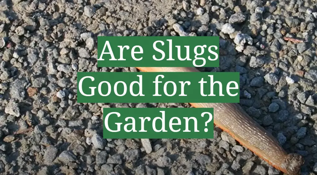 Are Slugs Good For The Garden? - GardenProfy