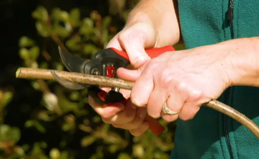 What is an Anvil Pruner?