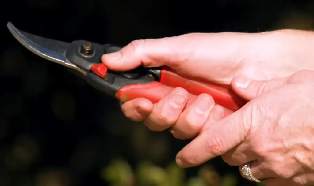 When should I use anvil pruners?