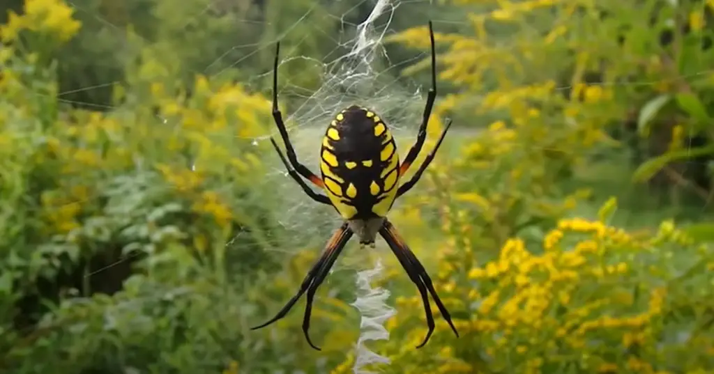 What Does A Garden Spider Look Like?
