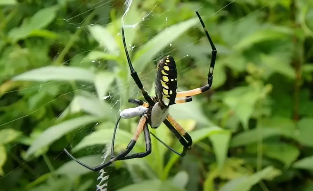 Are Garden Spiders Poisonous?