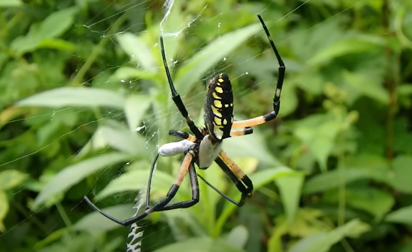 Are Garden Spiders Poisonous? GardenProfy