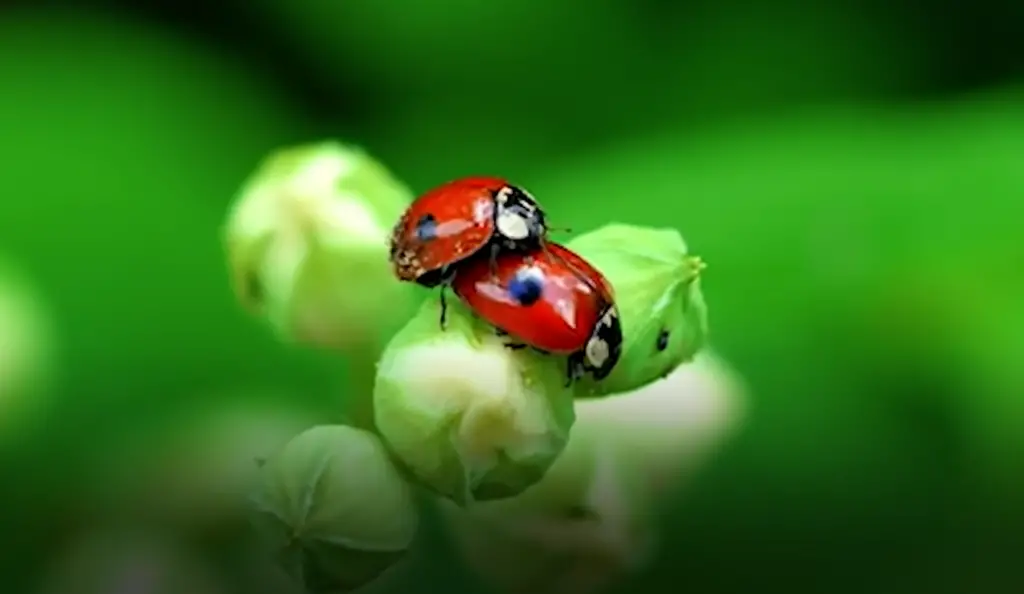 Ladybug Life Cycle