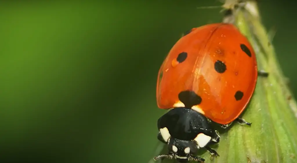 The Brighter the Ladybug, the More Toxic It Is