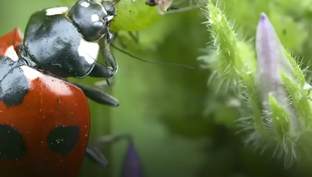 What Insects Do Ladybugs Kill?