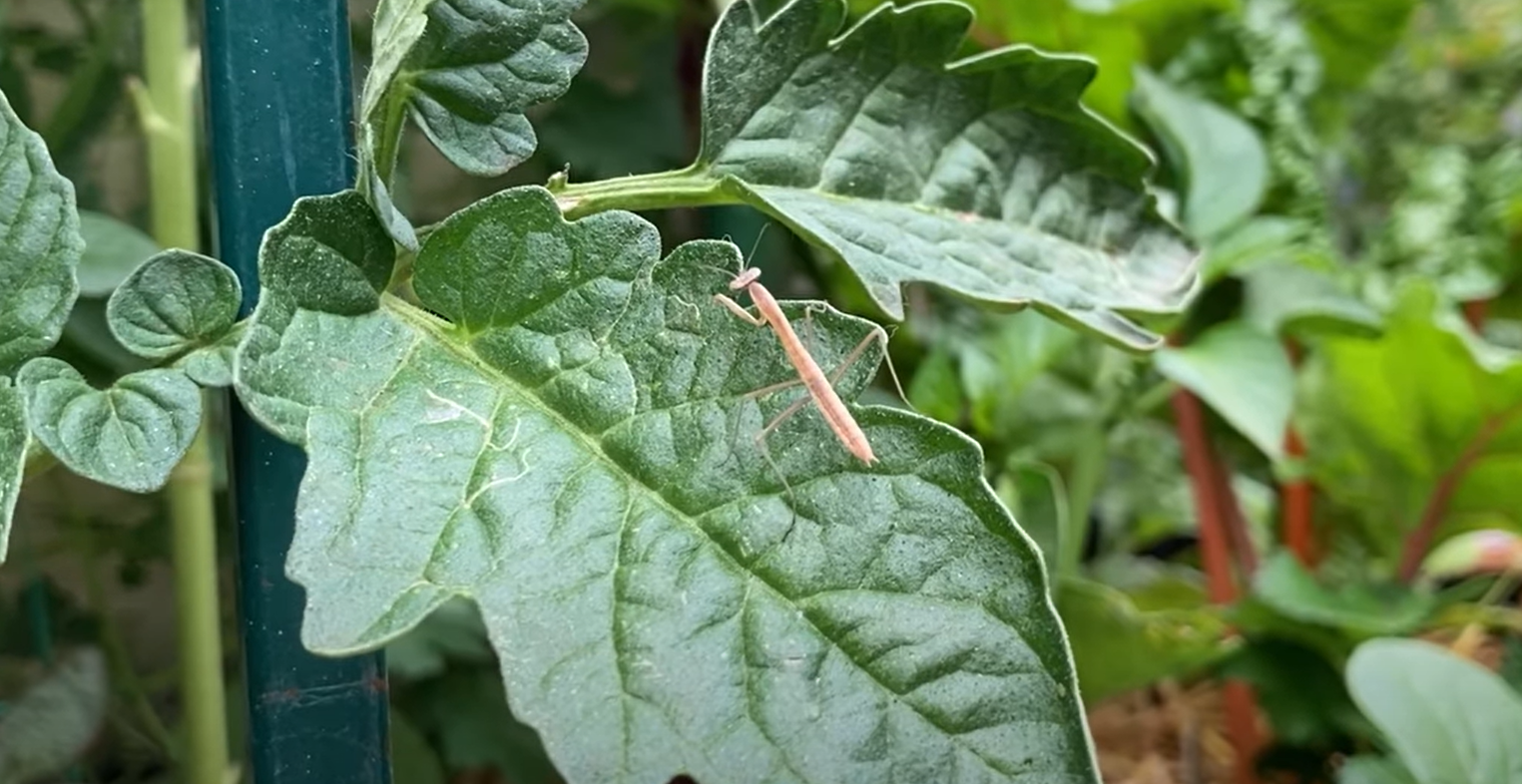 Are Praying Mantis Good for the Garden? GardenProfy