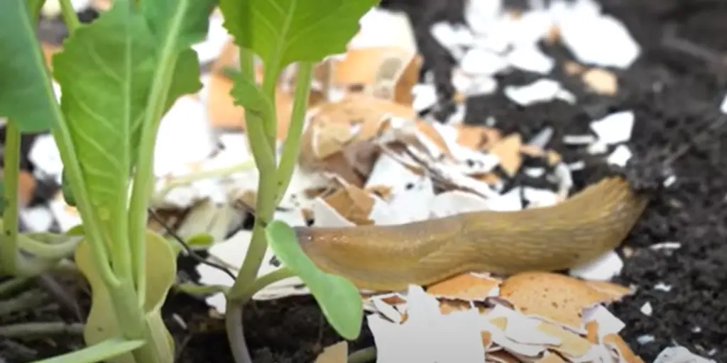 Ways to Naturally Get Rid of Slugs
