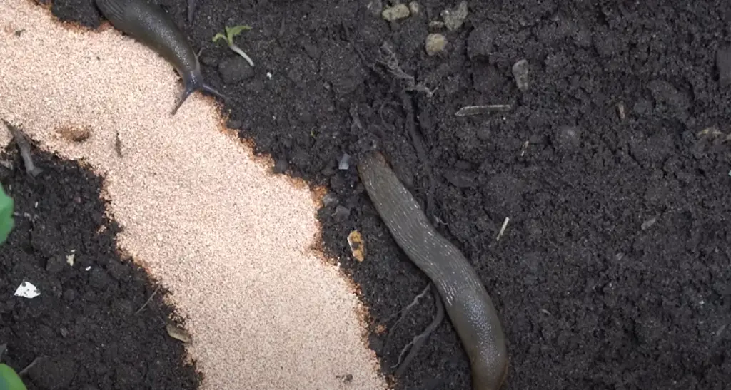 What Repels Slugs in the Garden?