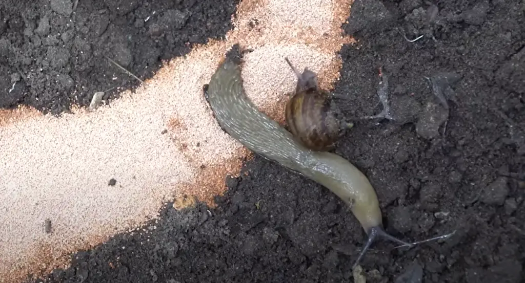 Do Slugs Do Anything Beneficial?