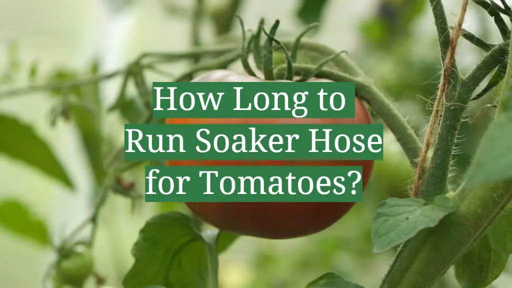 How Long to Run Soaker Hose for Tomatoes? GardenProfy