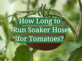 How Long to Run Soaker Hose for Tomatoes?