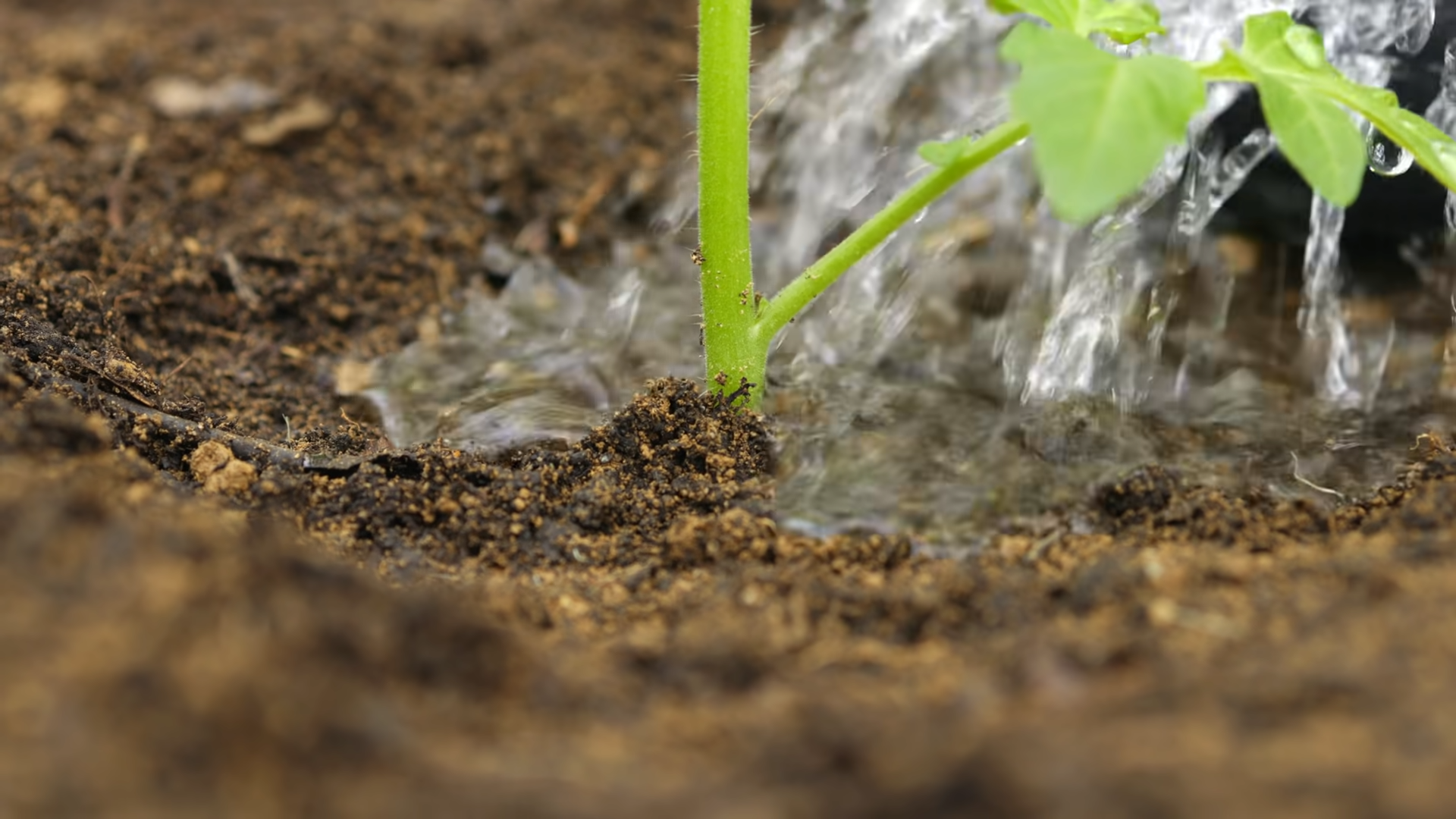 How Long to Run Soaker Hose for Tomatoes? GardenProfy