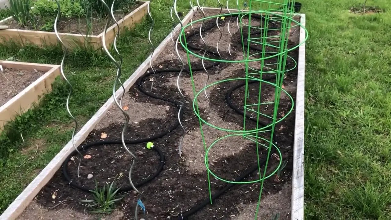 How Long to Run Soaker Hose for Tomatoes? GardenProfy
