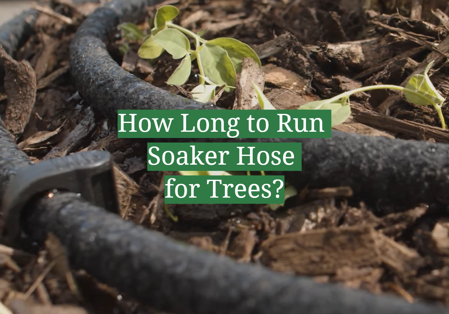 How Long to Run Soaker Hose for Trees?