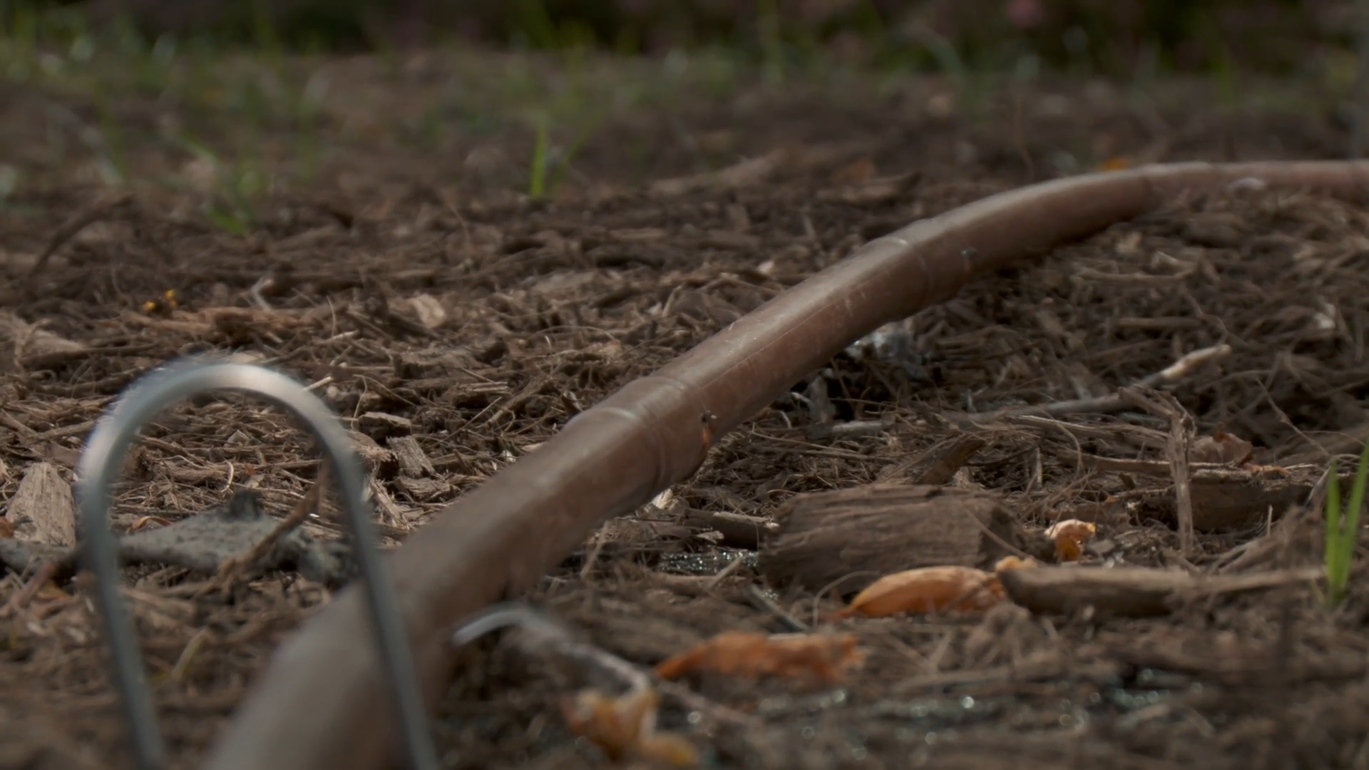 How Long to Run Soaker Hose for Trees? GardenProfy