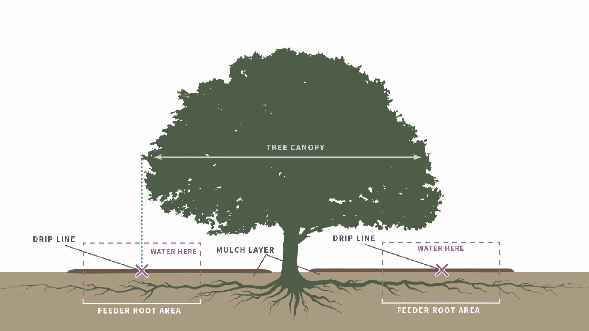 How Long to Run Soaker Hose for Trees? GardenProfy