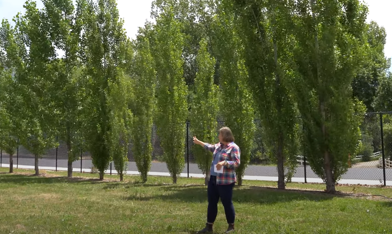 How to Block Wind in Backyard GardenProfy