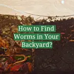 How to Find Worms in Your Backyard?