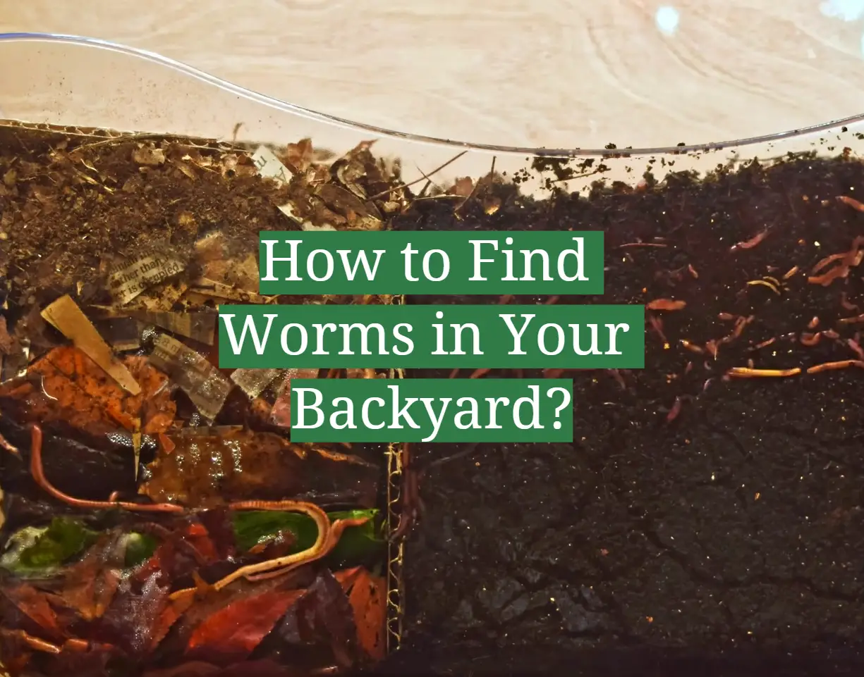How to Find Worms in Your Backyard?