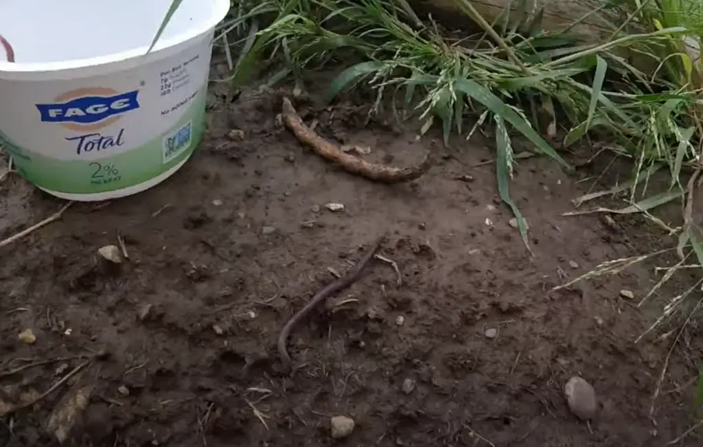 The Many Uses of Earthworms