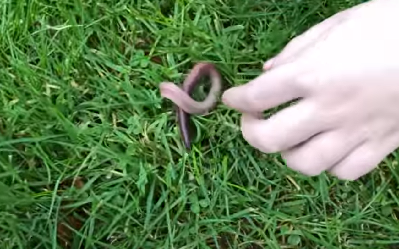 How to Find Worms in Your Backyard? GardenProfy
