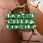 How to Get Rid of Stink Bugs in the Garden?