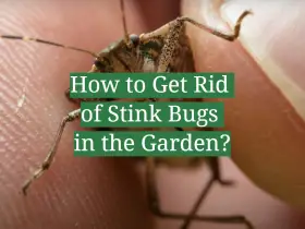 How to Get Rid of Stink Bugs in the Garden?